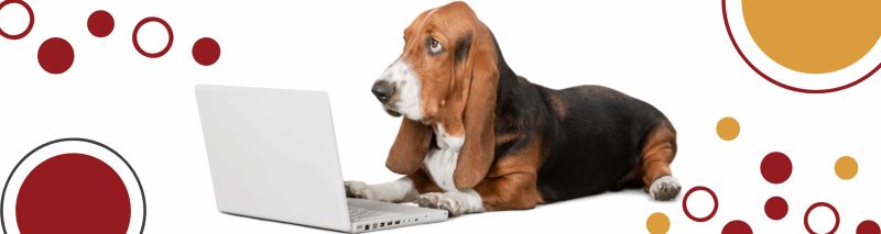 NOAG ANIMAL CLINIC visual data 2